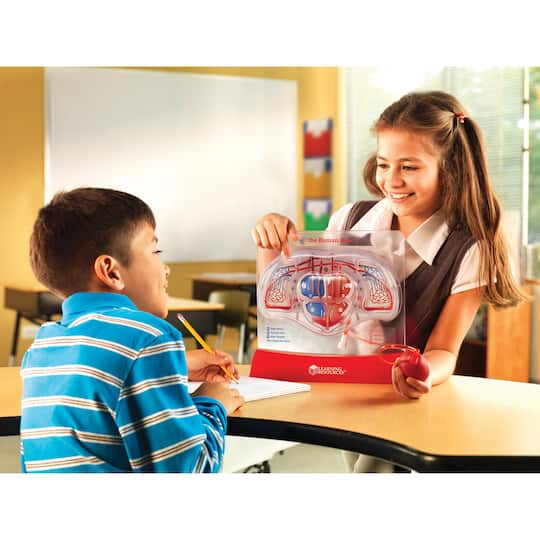 Learning Resources® Pumping Heart Model